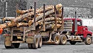 Annual Timber Permit